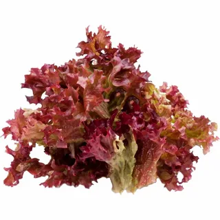 تصویر 3 از فروش کاهو فرانسوی قرمز + قیمت خرید به صرفه